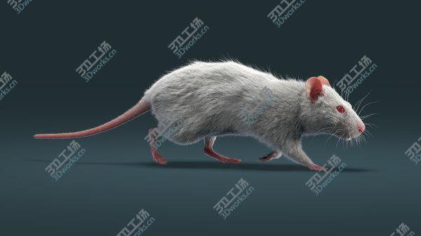 images/goods_img/20210312/Rat Fur Animated 3D model/5.jpg